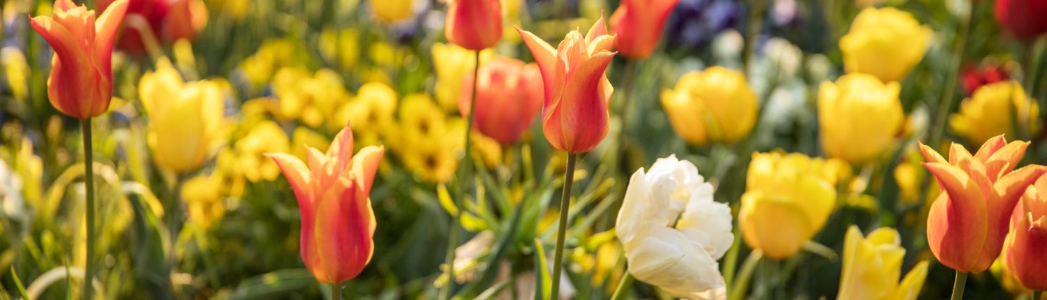 Frühlingsblüher im Botanischen Garten Gütersloh
