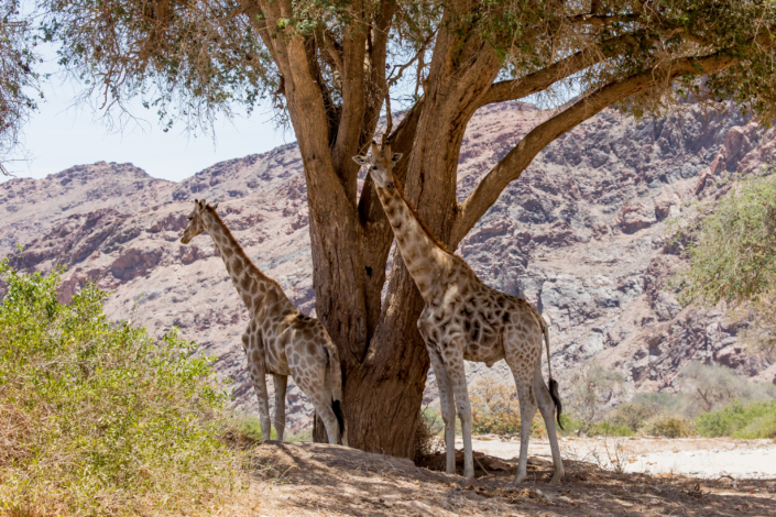 Giraffen im Hoanib, Namibia