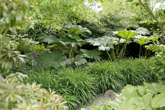 Mammutblatt – Gunnera manicata